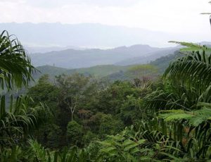 Forêt Chiapas