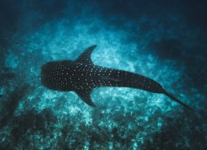 Requin baleine