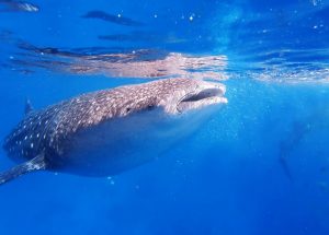 Requin baleine