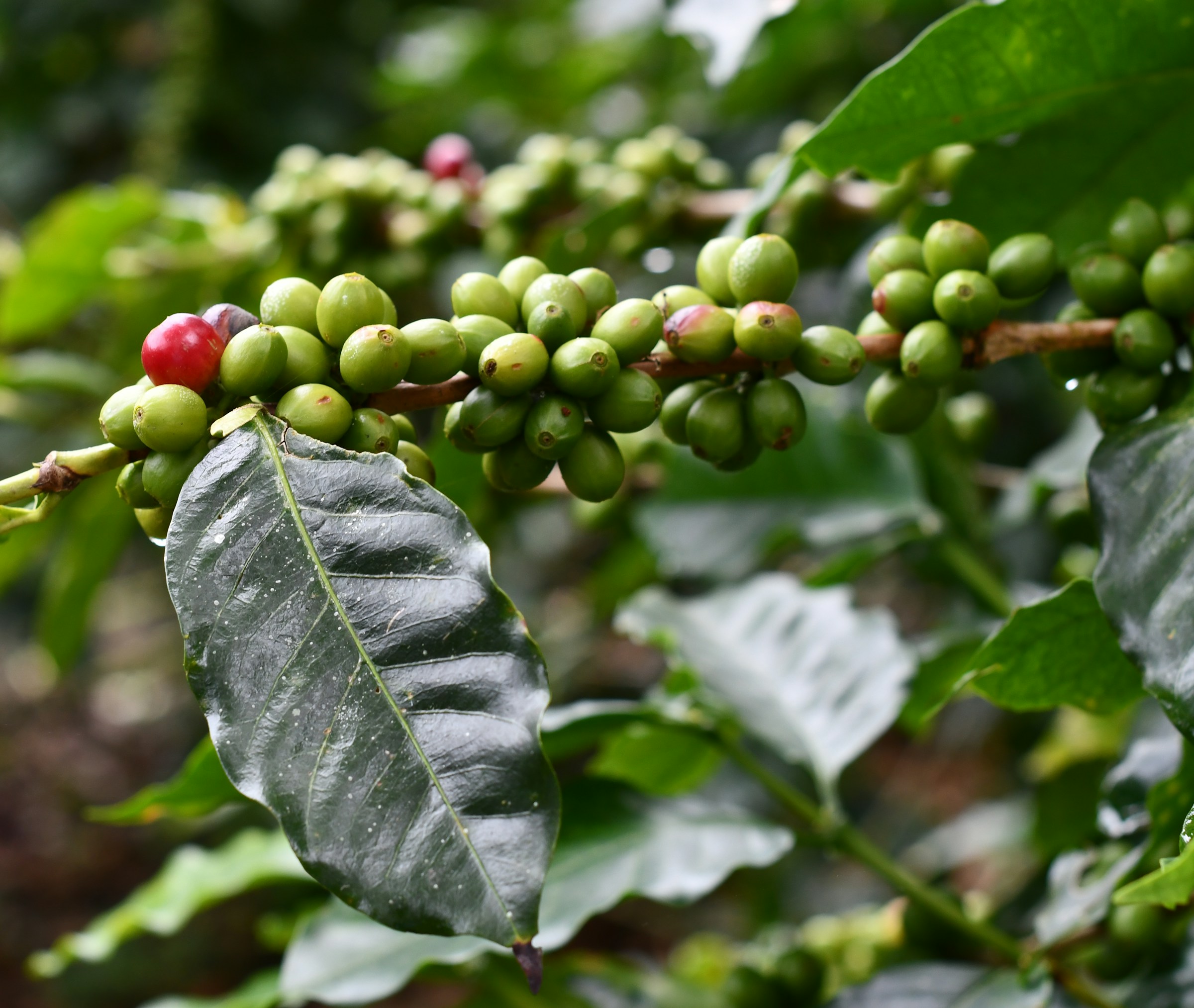 cafe chiapas circuit aventure