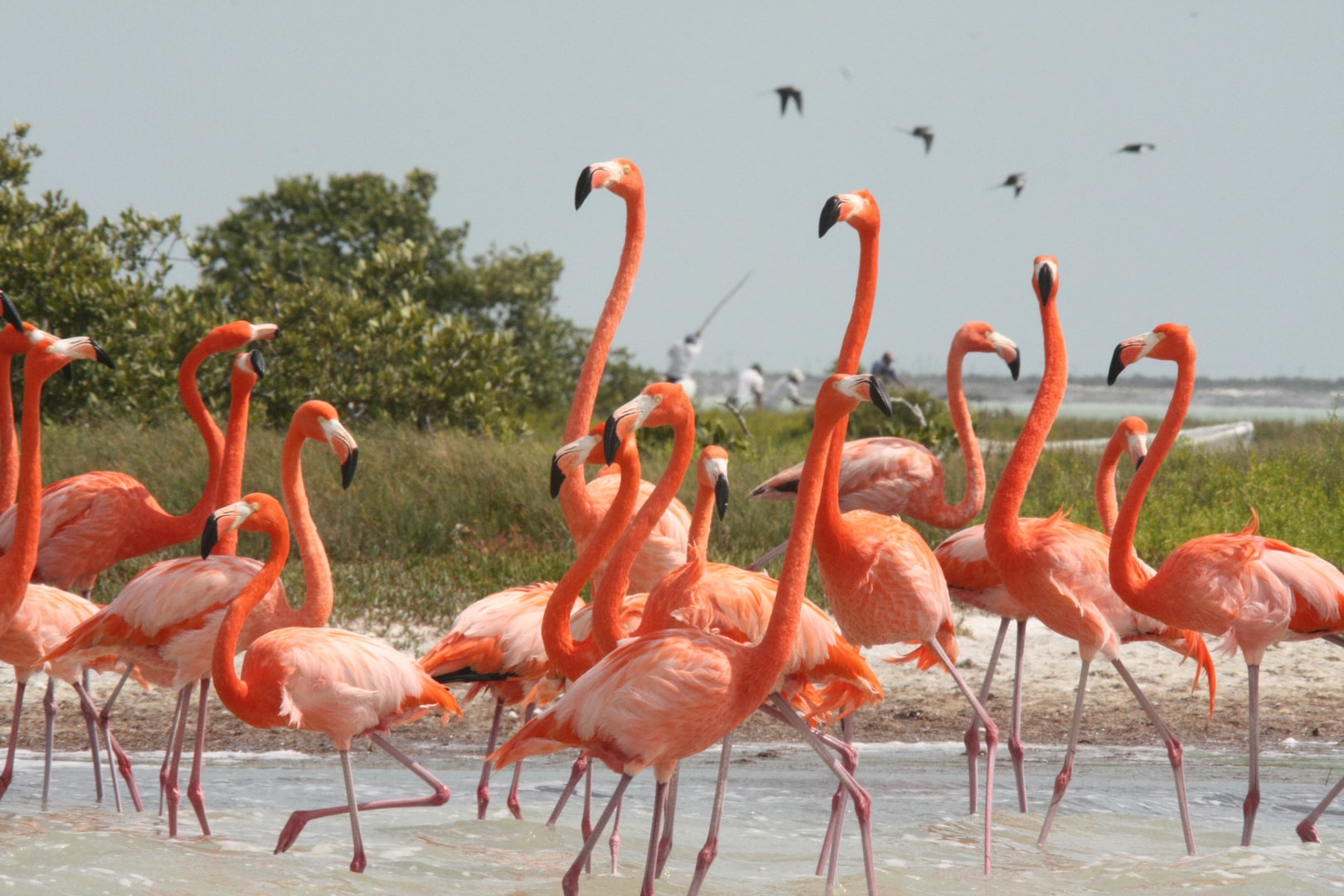 celestun flamingo tours