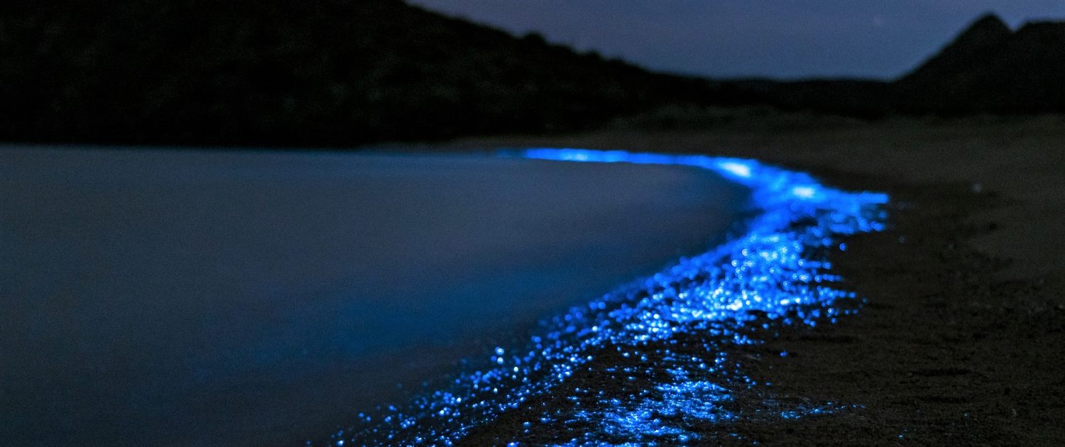 Animaux Mexique - Plancton bioluminescent