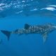 Animaux au Mexique - Saisonnalité et temporalité - Requins baleines