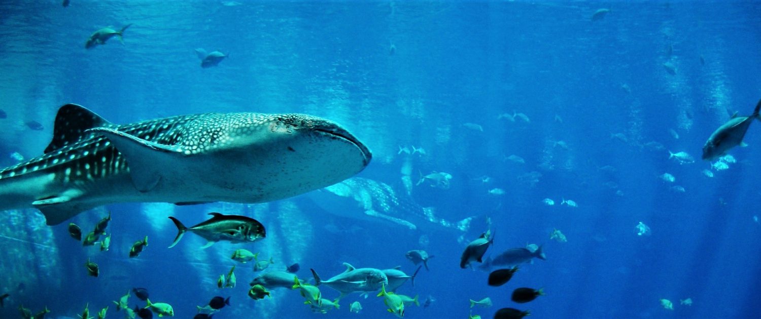 Animaux Mexique - Les requins baleines