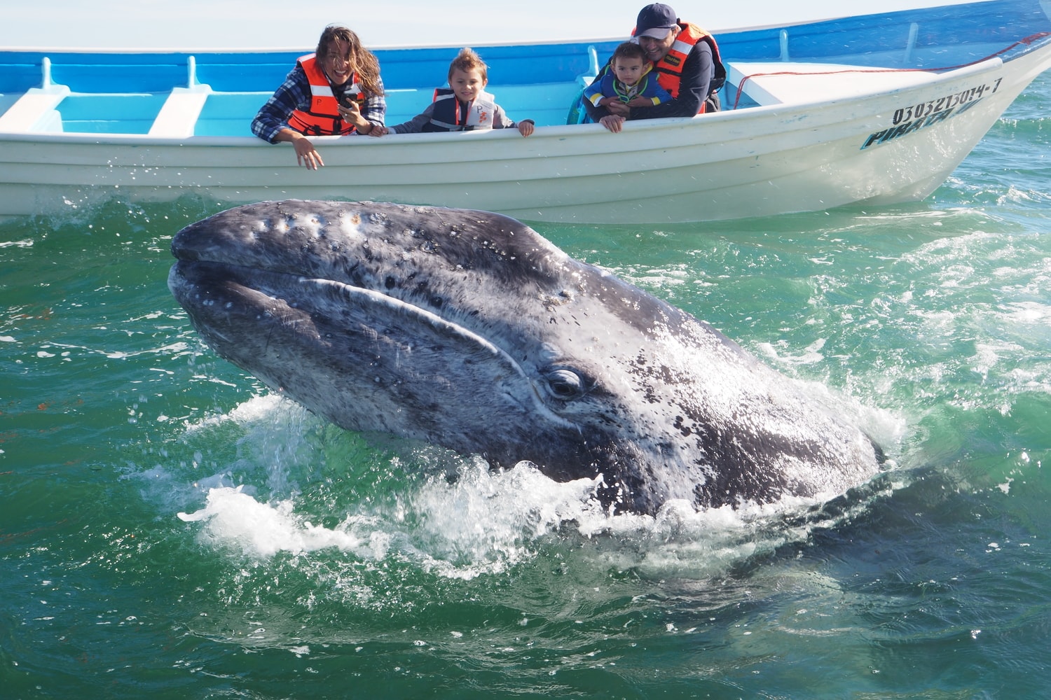 Animaux Mexique : la baleine