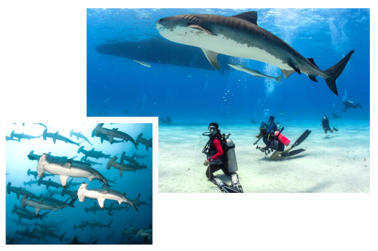 Plongée au Mexique avec les requins - Une expérience en Basse-Californie, La Paz.