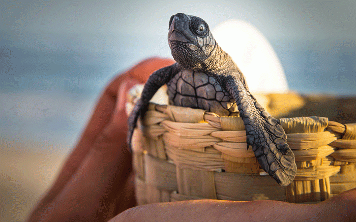 liberation tortues - Puerto Escondido 3