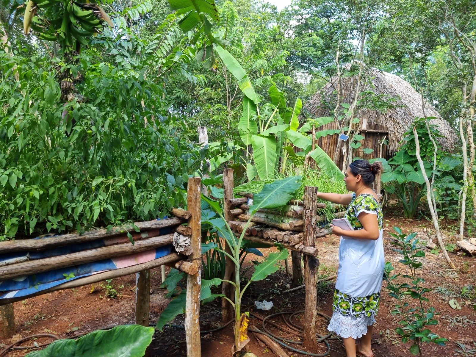 Famille Maya Cours de Cuisine